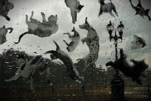 raining-cats-and-dogs