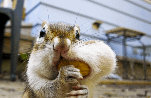 so-sometimes-we-bite-off-more-than-we-can-chew-literally-our-eyes-can-be-a-little-too-big-for-our-tummies