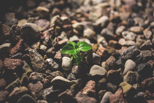 Grow Fiili Kullanımı, Örnek Cümleler