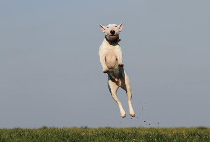 Jump Fiili Kullanımı, Örnek Cümleler
